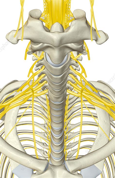 In the human body the muscles of the upper limb can be classified by origin, topography, function, or innervation. Nerves of the upper body - Stock Image - F002/2778 - Science Photo Library