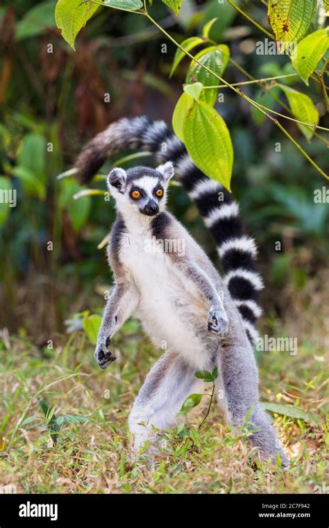 Ring Tailed Lemur Lemur Catta Standing Nahampoana Reserve South