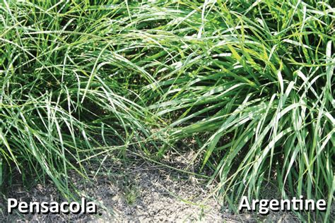The Management And Use Of Bahiagrass Uga Cooperative Extension