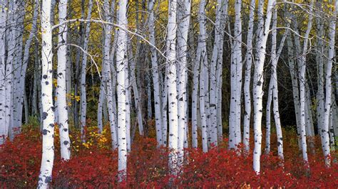 Your fallen birch tree stock images are ready. Birch Tree wallpaper ·① Download free awesome HD ...