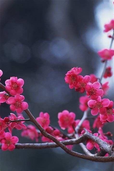 Wallpaper Pink Plum Flowers Bloom Twigs Spring 2560x1600 Hd Picture