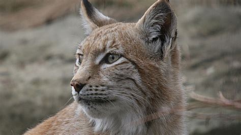 Calgary Zoo Welcomes Eurasian Lynx Ctv Calgary News