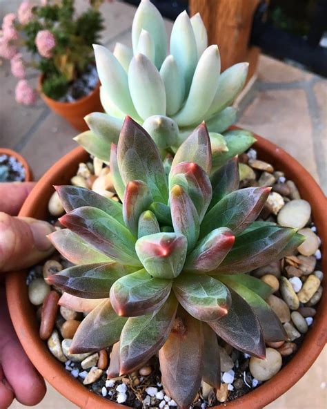 But sometimes particular plants will need slightly different amounts of water or sunlight than others. Do you love succulents? Which type of succulents do you ...