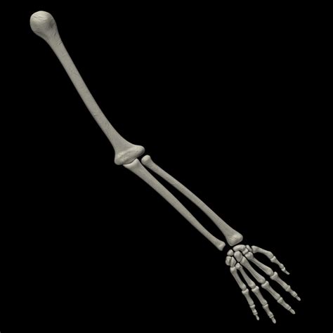 Human Skeletal Arm 3d Model