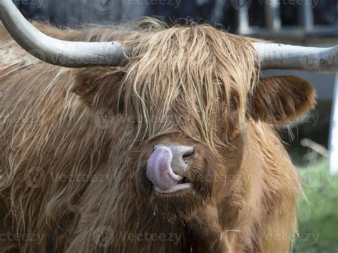 Highlander Escocia Vaca Peluda Yak Detalle 11967857 Foto De Stock En Vecteezy