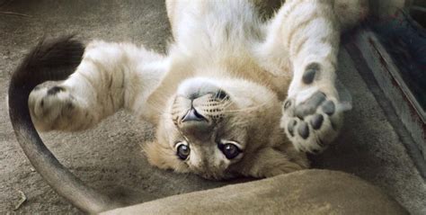 She is now in your territory. Meet the real Simba from The Lion King | YAAY Animals