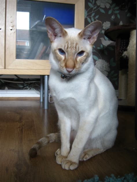 Cinnamon Tabby Point Siamese Dee Flickr