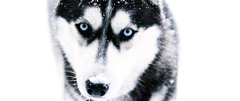 Download Wallpaper 2560x1080 Husky Dog Muzzle Blue Eyed Dual Wide