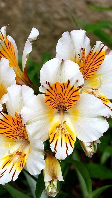 Cut flowers that last forever. //Alstroemeria flowers..last forever in water if treated ...