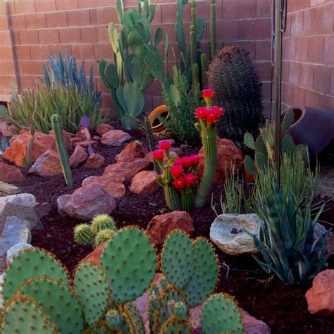 Proper care will help you see the tips of they are mostly outdoor plants because of their shrubby growth. My cactus garden this morning. Yeay God! | Decor ...
