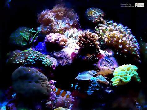 Free Download 34 Amazing 3d Aquarium Background Whg 1460x919 For Your