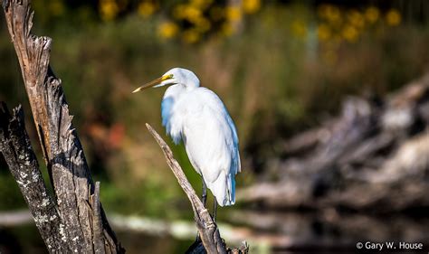 We empower all students to be collaborative, courageous, and caring learners in their social and academic lives. Autumn at Huntley Meadows Park - 2 | The Great Blue Heron ...