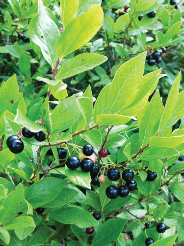 Native To North And South America Huckleberries Gaylussacia Spp Are