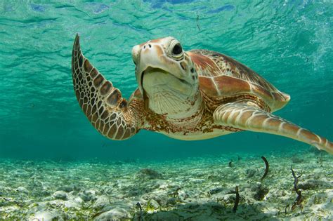 Com Photo Of The Day Green Sea Turtle Turtle Sea