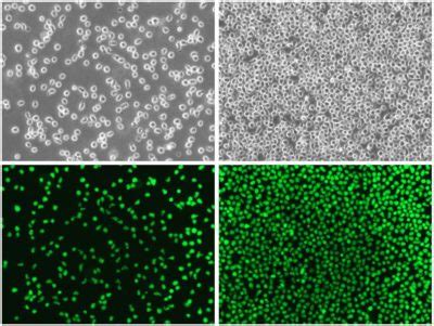Maybe you would like to learn more about one of these? Nalm6-eGFP-Puro Reporter Gene Cell Line - Imanis Life Sciences