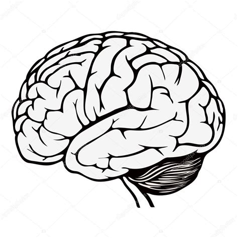 Human Brain Coloring Page Sketch Coloring Page Brain Drawing Brain