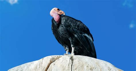 Cele Mai Neobișnuite Animale Care Trăiesc Pe Pământ Condorul