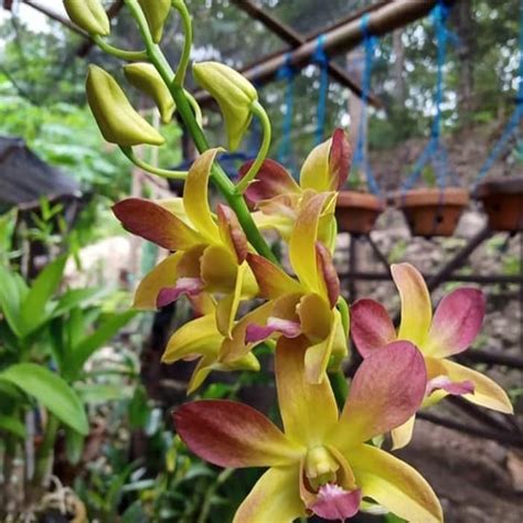 Jual Tanaman Hias Anggrek Dendrobium Bunga Kuning Coklat ...