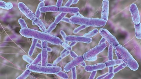 Bifidobacterium Bacteria Illustration Stock Image F0307430