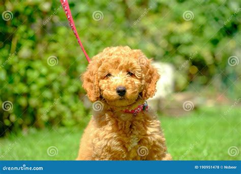 Adorable 8 Week Old Apricot Coloured Miniature Poodle Puppy Seen Posing