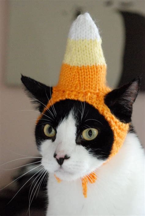 Some black pants and the dr. CAT FRIDAY: Cats in Hats | Bloglander