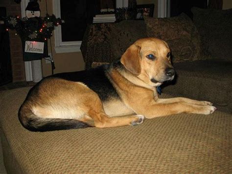 There are breeders that breed them and there are people who really like owning this hybrid. What Would Happen If You Mixed A Pug With A Doberman? 23 ...