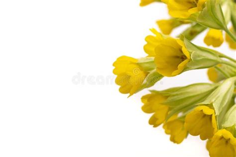 Yellow Spring Flowers Stock Image Image Of Spring Yellow 176025305