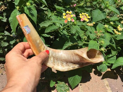 Natural Ram Horn Shofar With Curved Top And Ridges Ship From Israel Ebay