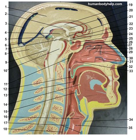 Midsagittal Head 1 Human Body Help