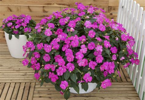 Sunpatiens Compact Purple G3 Ungplanter