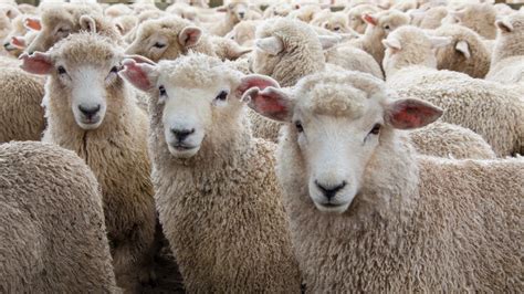 Ovce mohou poškodit váš mozek, hrozí vědci | Prima Zoom