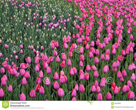 Flowers Pink Tulip Bud Of A Spring Flowers Field Of Beautiful Tulips