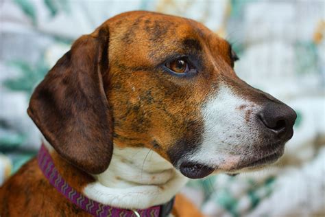 Welcome to belmont pet shop, the premier pet store in belmont, ma. Plott Hound - Full Profile, History, and Care