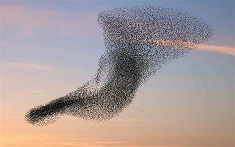 Why Do Birds Flock Together How It Works