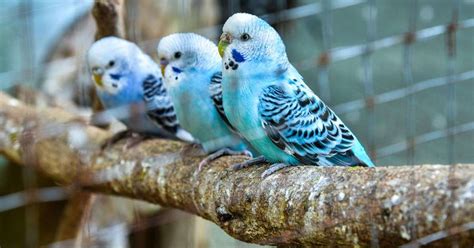 Why Budgies Are Better In Pairs Veterinary Articles