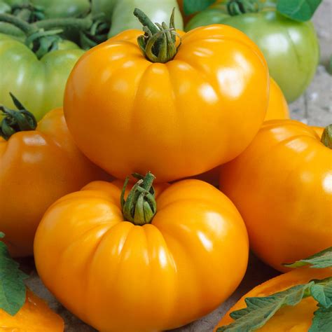 Tomato Seeds Chefs Choice Orange F1 Vegetable Seeds In Packets
