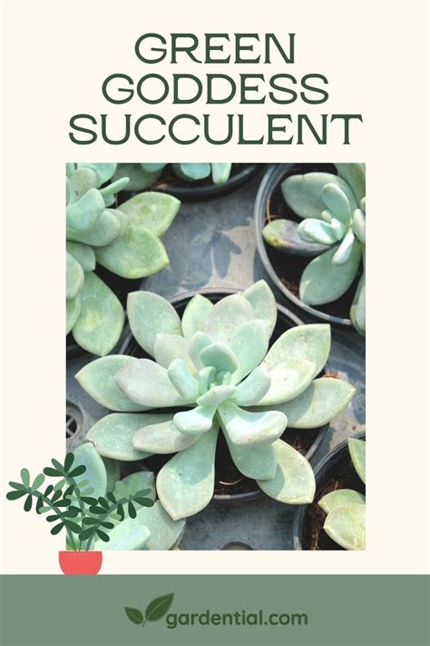 How To Propagate The Green Goddess Succulent Growing Greens Growing