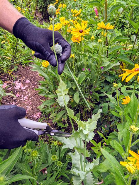 This means that it can store water in its stems, roots, and leaves. The Martha Stewart Blog : Blog Archive : Prune After Bloom