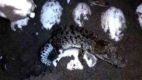 Four Endangered Crocodiles Were Born In Lima Video The Limited Times