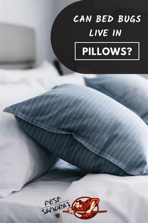 Can Bed Bugs Live In Your Pillow Pulice Mezquita