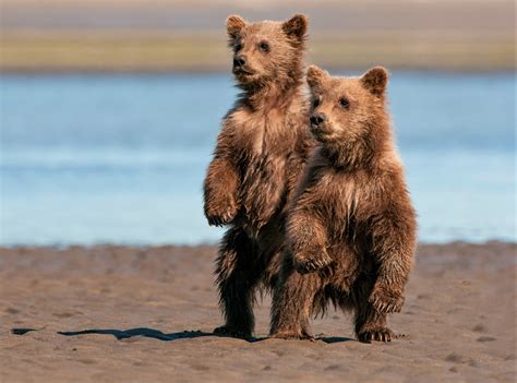 Two Bear Cubs On The Beach