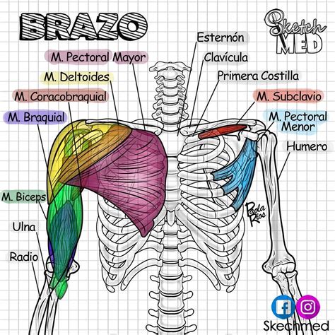 Musculos Del Brazo Anatomia Abc Fichas Kulturaupice