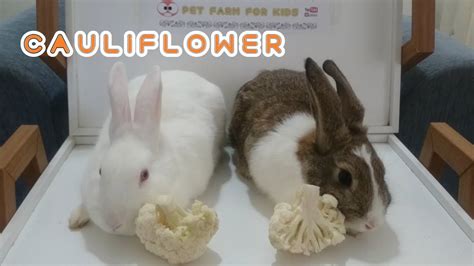 Cauliflower is safe for rabbits. Can rabbits eat cauliflower & Rabbits Romeo and Juliet ...