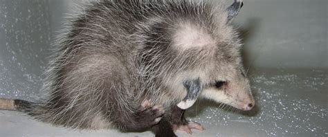 Attic Animal Pest Houston, Wildlife Control in Texas