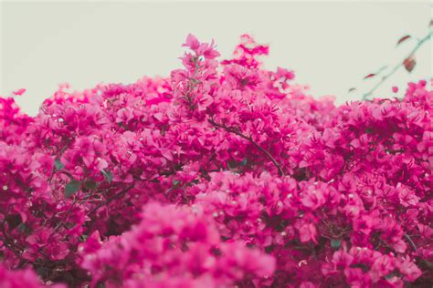 Kostenlose Foto Baum Ast Blühen Blume Blütenblatt Frühling Rosa
