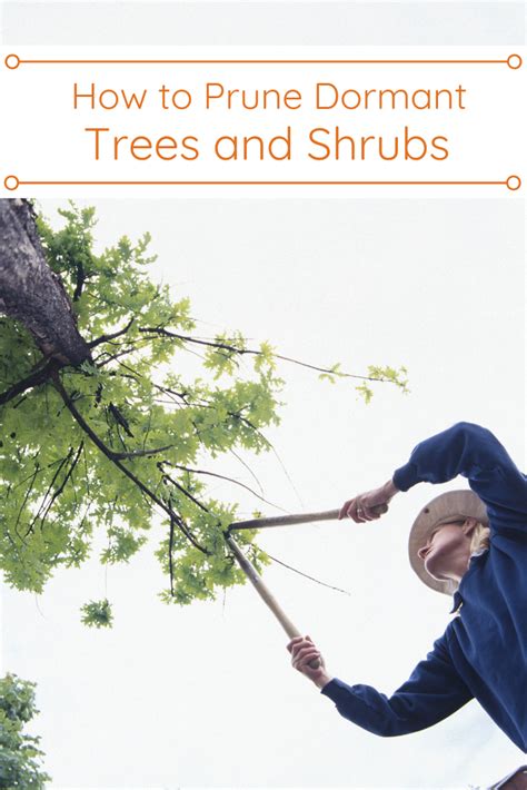 Learn When Is The Best Time Of The Year To Prune Your Trees And Shrubs