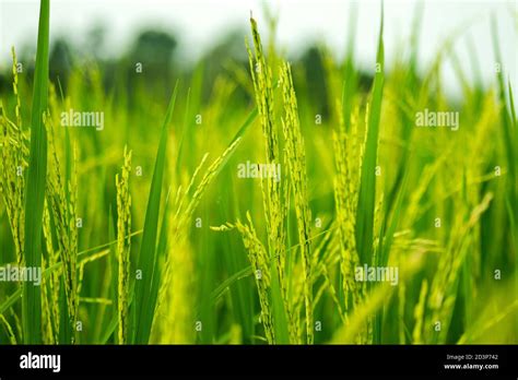 Bangladesh Rice Field Hi Res Stock Photography And Images Alamy