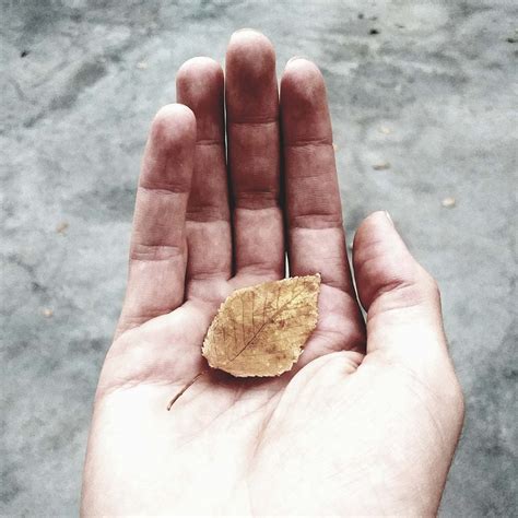Human Withered Leaf On Persons Hand Finger Image Free Photo