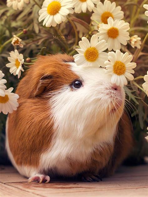 Pin By Seval On Animals ️ 2 Pet Guinea Pigs Guinea Pigs Cute