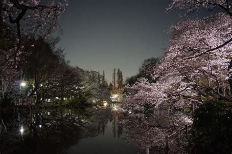 Night View Of Cherry Blossoms In Inokashira Park